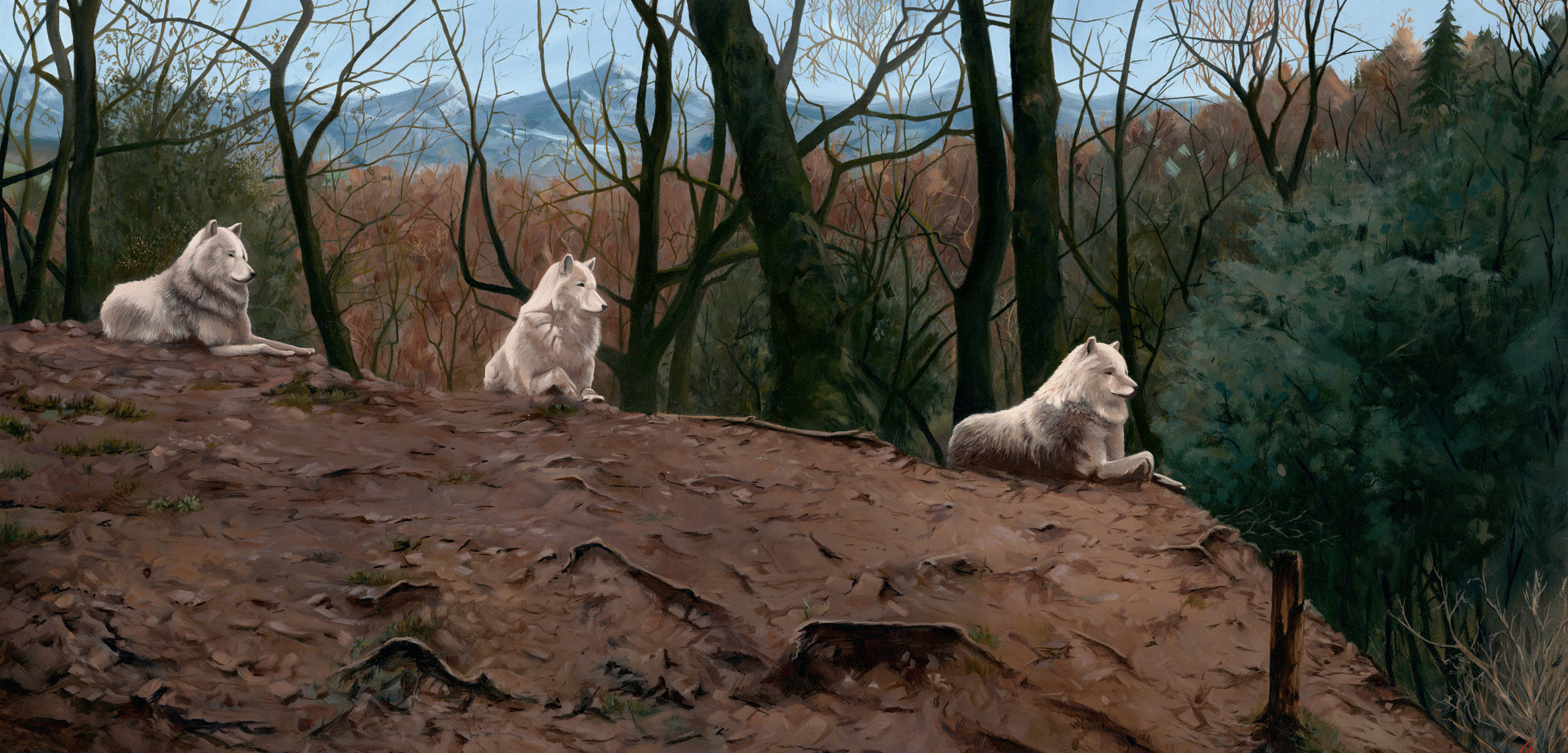 Frère loup, que dit le vent ?