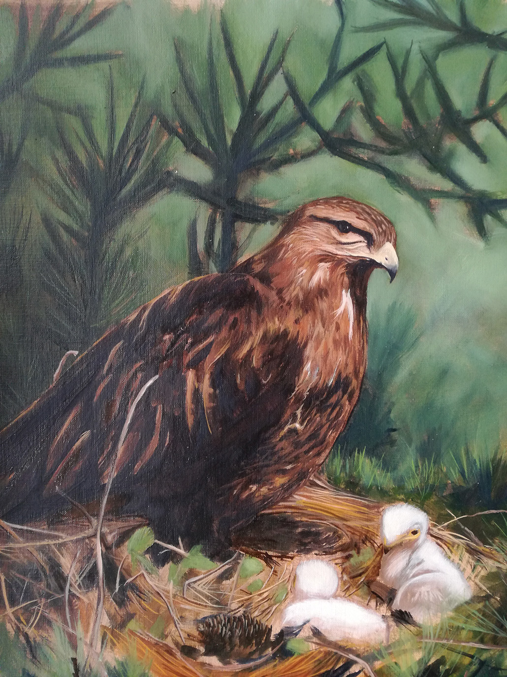 Aigle