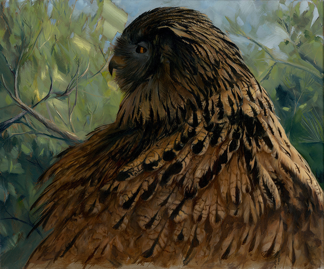 Hibou grand-duc au réveil